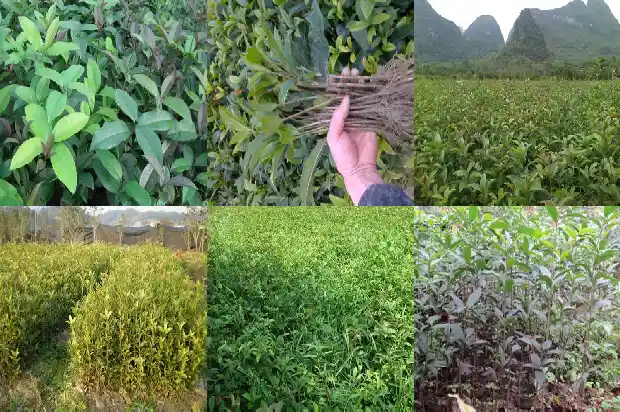 桂花树几月份栽最好呢1685148015429
