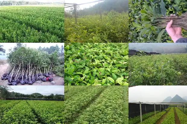 桂花树几月份栽最好看1685148034584