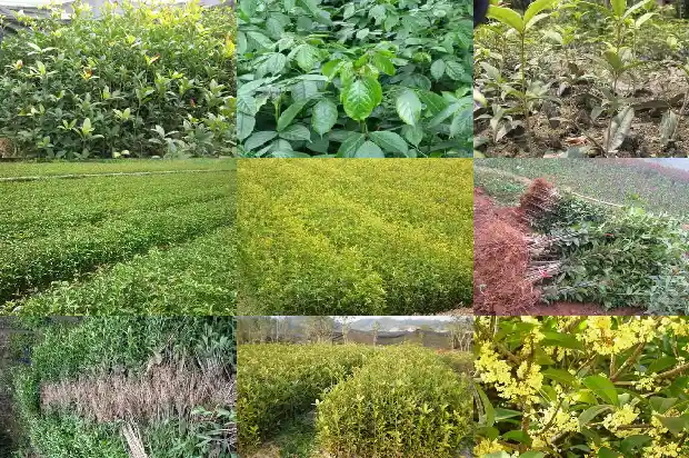 桂花树几月份栽最好看1685148034632