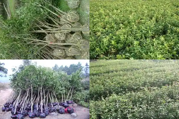 桂花树几月份栽最好看1685148034680