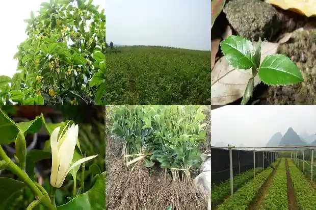 桂花树什么时候栽合适1685148053875