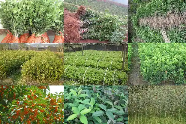 桂花树什么时候栽合适1685148053970