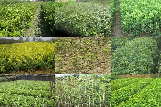 桂花树什么时候栽合适1685148054017