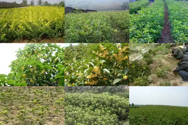桂花树苗什么时候种植最好1685148076425