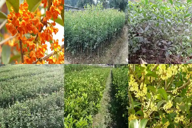 桂花树苗什么时候种植最好1685148076521