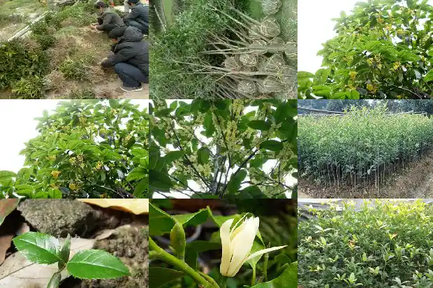 桂花树批发价格贵州桂花树苗批发商1689640064882