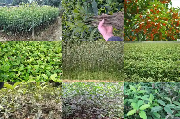 桂花树什么时候种比较好1685148115043