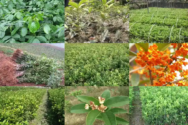 桂花树什么时候种比较好1685148115091
