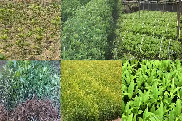 什么时间种植桂花树最好成活率最高呢1685148191747