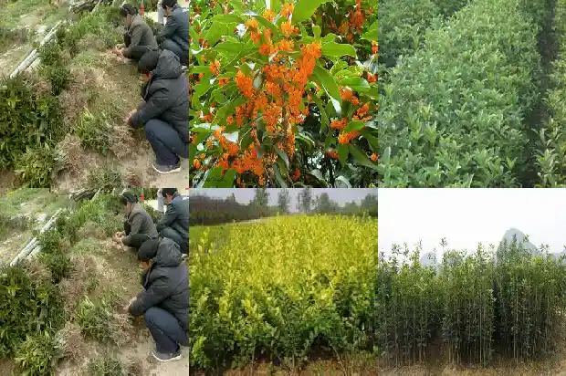 什么时间种植桂花树最好成活率最高呢1685148191795