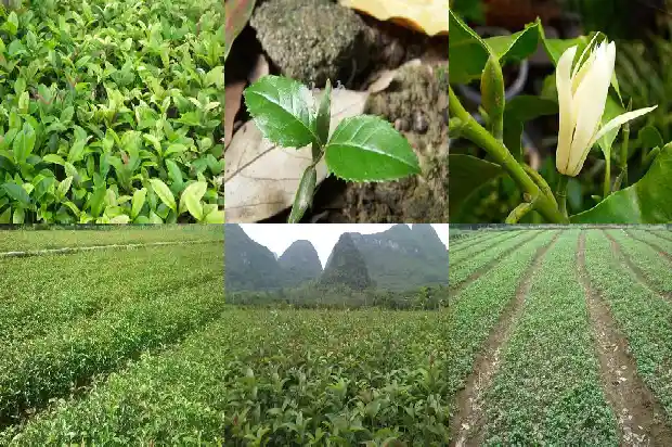 什么时间种植桂花树最好成活率最高呢1685148191843
