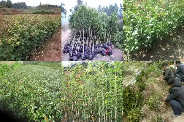 什么时间种植桂花树最好成活率最高呢1685148191891
