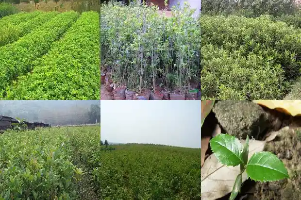种植桂花树的最佳时间1685148211321