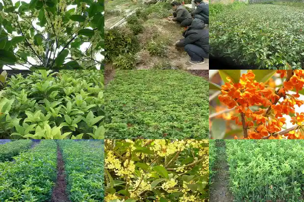 种植桂花树的最佳时间1685148211416