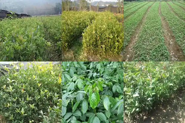 什么时间种植桂花树最好成活率低一些1685148236134