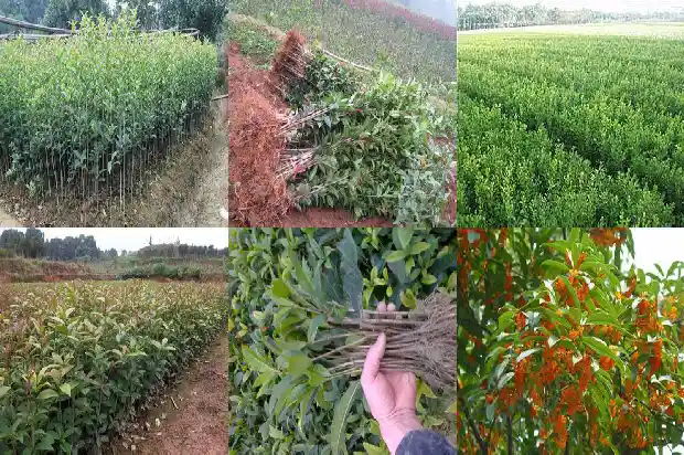 什么时间种植桂花树最好成活率低一些1685148236181