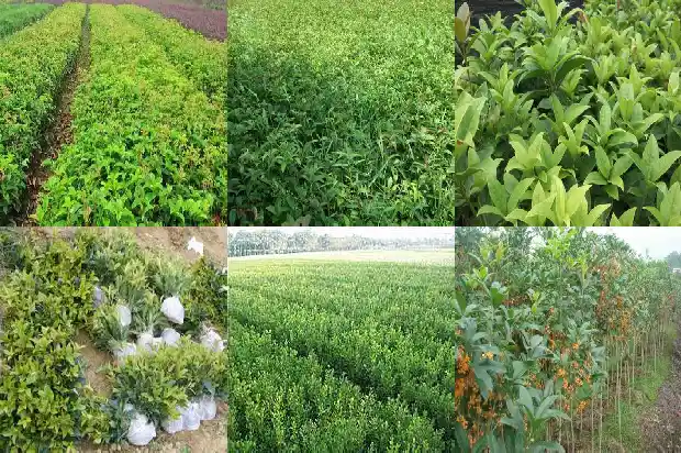 什么时间种植桂花树最好成活率低一些1685148236229