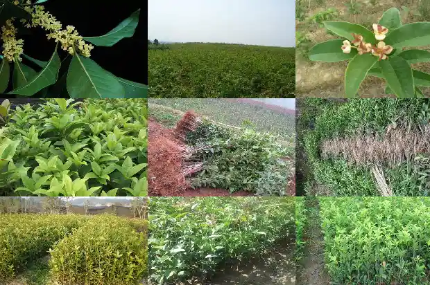 什么季节种植桂花树最好容易成活呢1685148260156