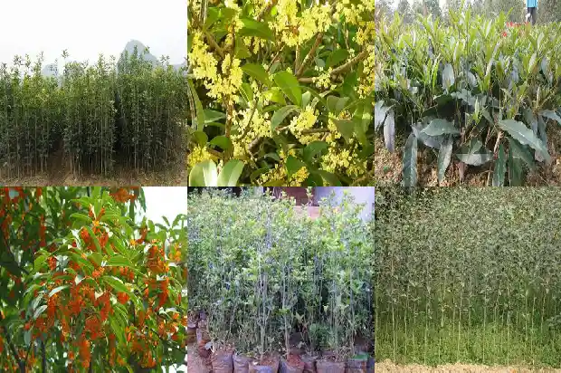 什么季节种植桂花树最好容易成活呢1685148260203