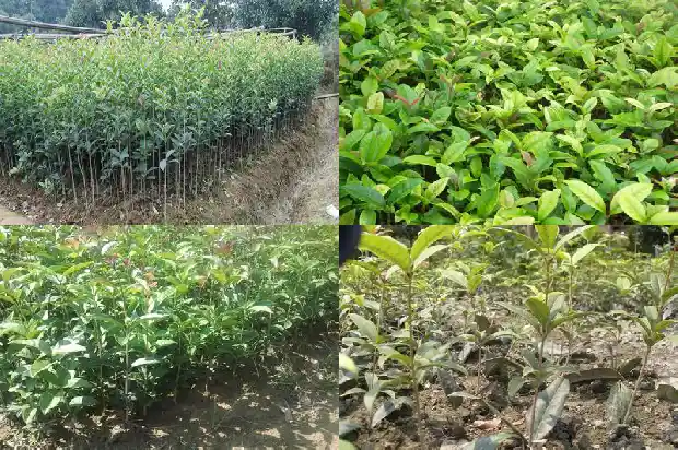 什么季节种植桂花树最好容易成活呢1685148260251