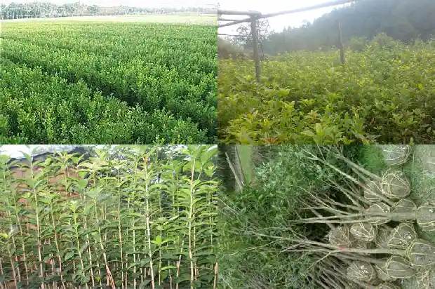 什么季节种植桂花树最好容易成活呢1685148260298