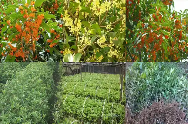 桂花树什么时间栽植最好活1685148280223