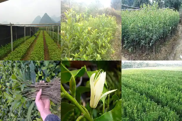 桂花树什么时间栽植最好活1685148280271