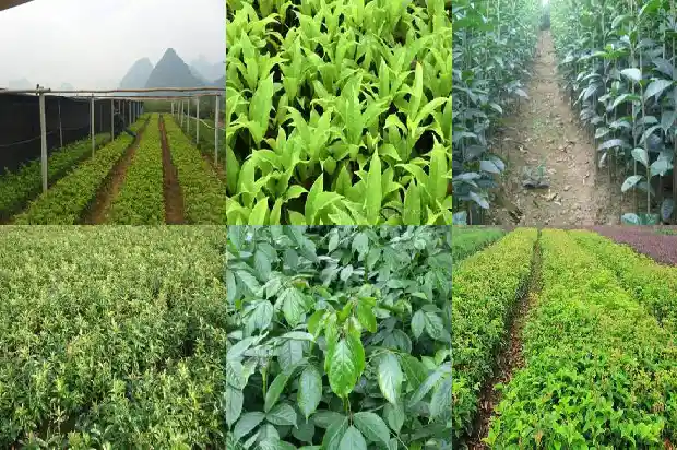 2019年桂花树行情价格表大全1685148313190