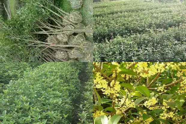 国家征收桂花树补偿多少钱一亩1685148351863
