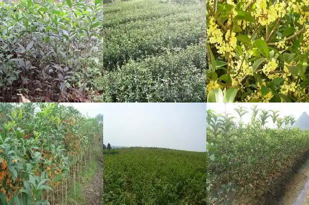 浏阳桂花树批发价格表最新1689898907440