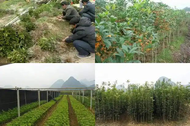 桂花的花语有哪些1690677277349