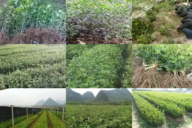 天香台阁桂花修剪时间1690072631193