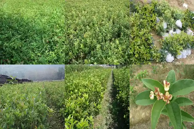 桂花树苗批发价格多少一棵1690331982716