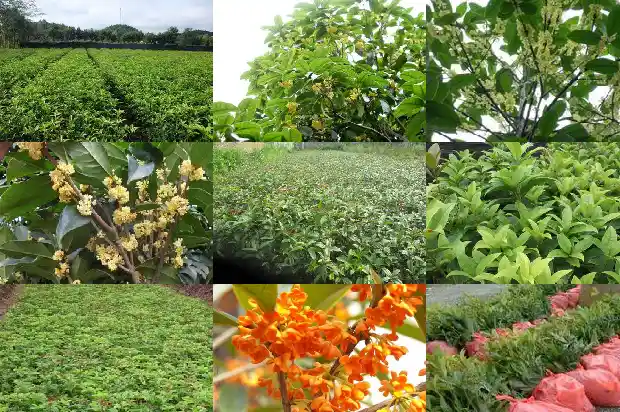 桂花的高度冠幅胸径是多少1688609709222