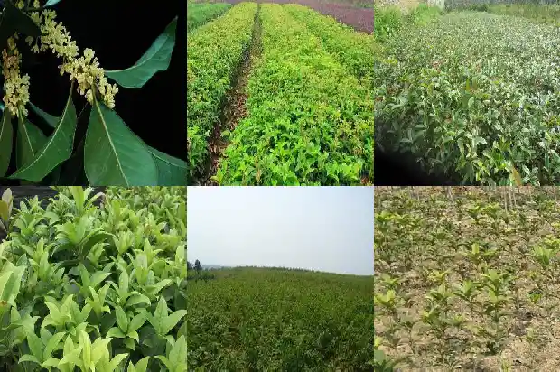 关于桂花香味的句子1685148661584