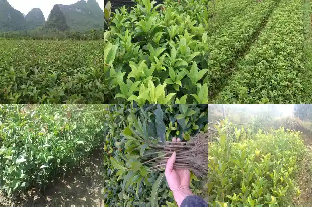 关于桂花香味的句子1685148661680