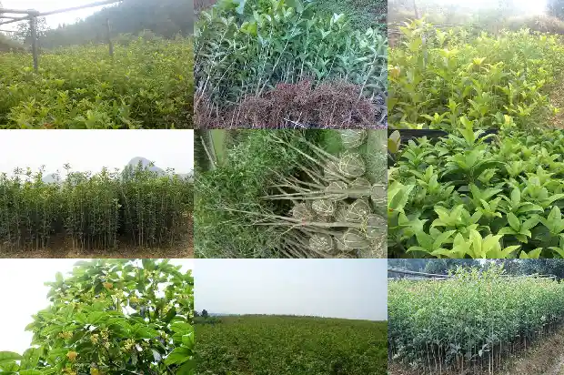 关于桂花香味的句子1685148661728