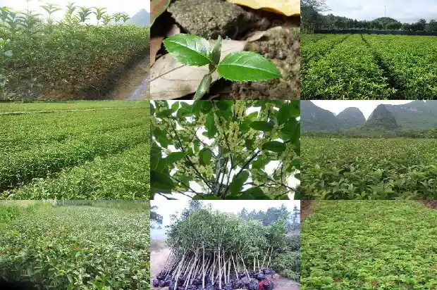 桂花树化石值多少钱1690418110998