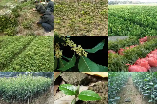 怎么形容桂花树的香味呢1685148743856