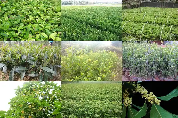 怎么形容桂花树的香味呢1685148743952