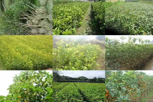 桂花树我闻到什么味道呢1685148751269