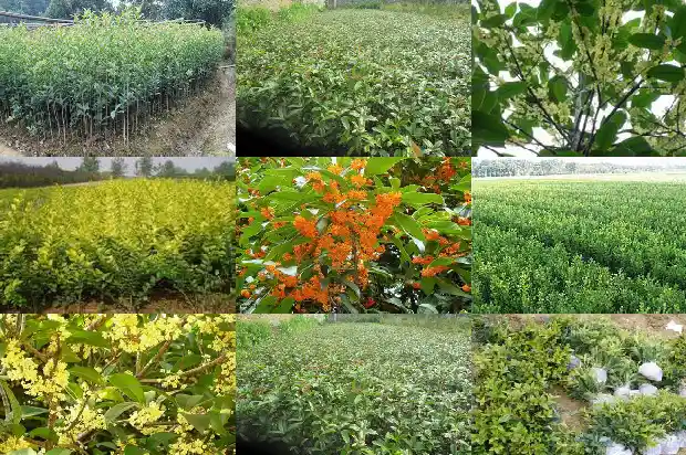 石楠树是桂花树吗1688434597636