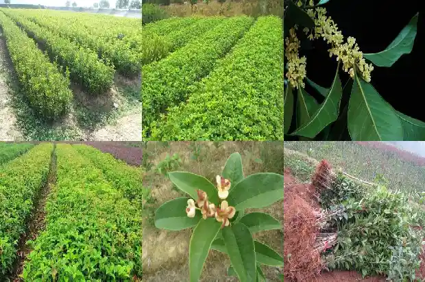 摸一摸桂花树叶的叶片你的感觉是1685148758773