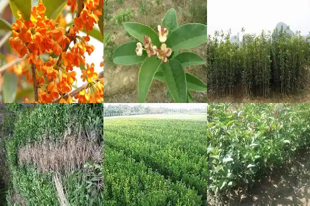 桂花树开的花很香像什么1685148766111