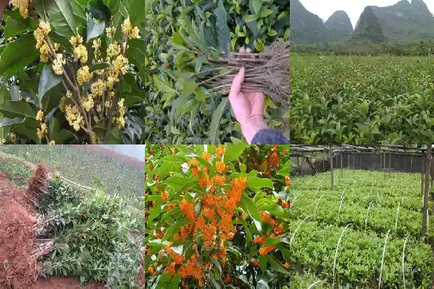 桂花树开的花很香像什么1685148766159
