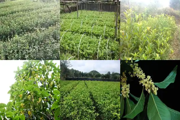 比喻桂花香味的句子1685148777761