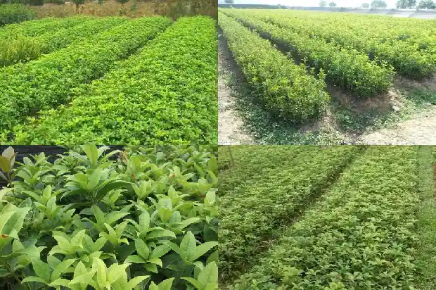 比喻桂花香味的句子1685148777809