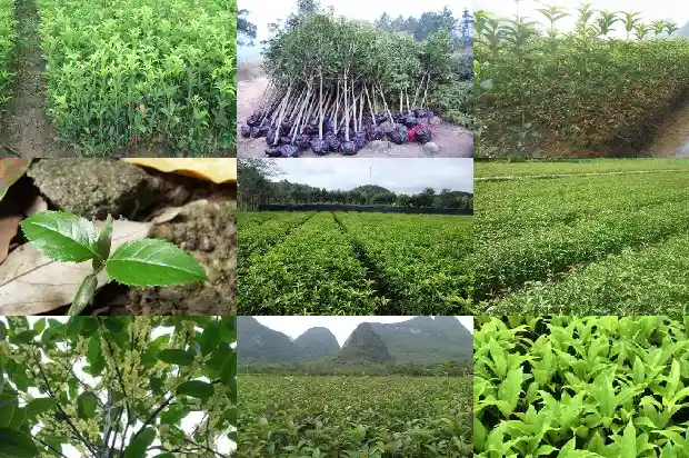比喻桂花香味的句子1685148777857
