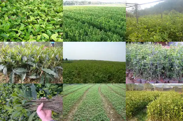 桂花的样子和味道的优美的句子1685148789760