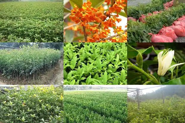 桂花的样子和味道的优美的句子1685148789808